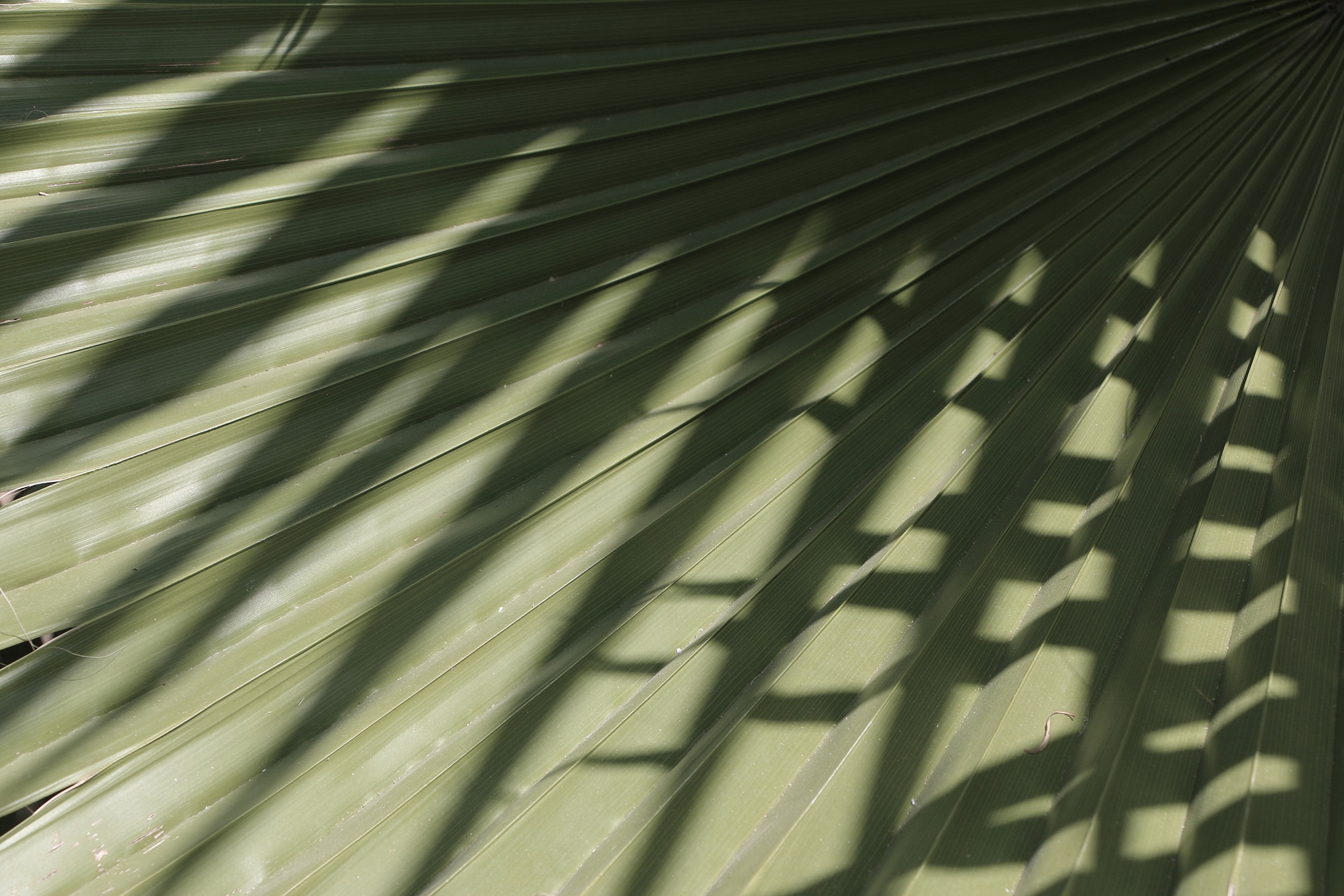 Green leaf with patterned shadows.